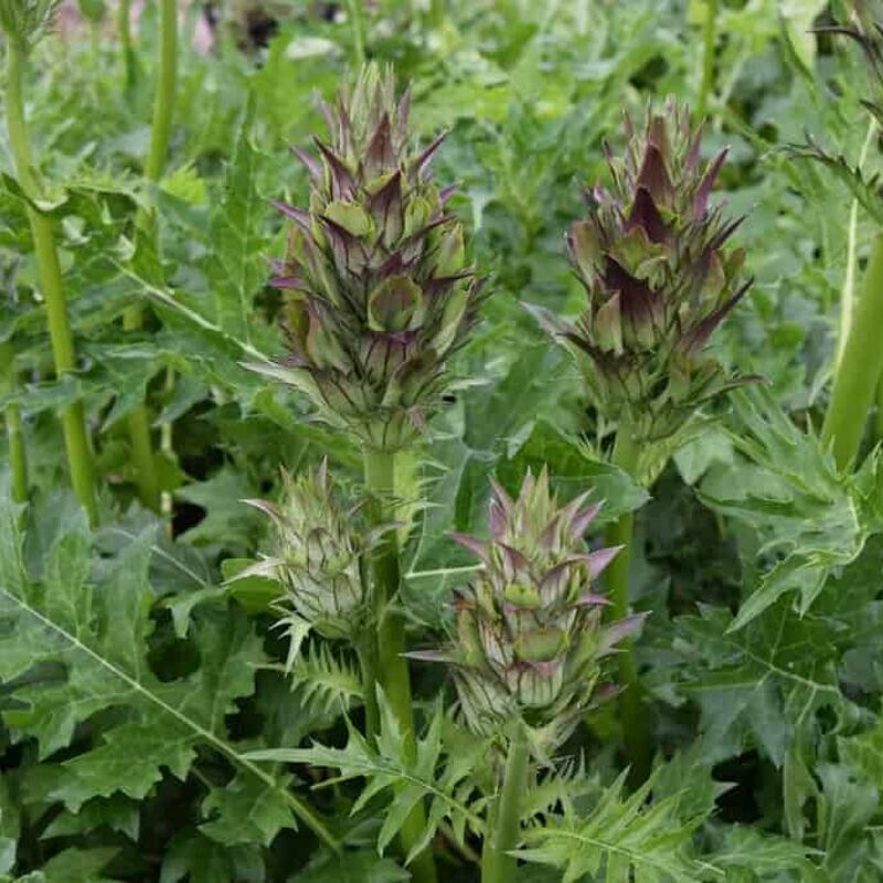 Acanthus hungaricus ---